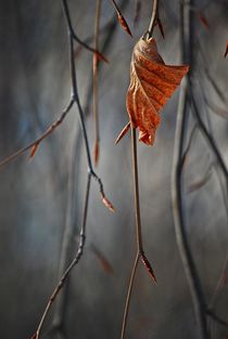 winter leaves... 8 by loewenherz-artwork