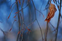 winter leaves... 5 by loewenherz-artwork