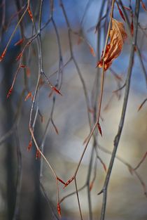 winter leaves... 2 by loewenherz-artwork