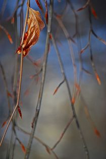 winter leaves... 4 von loewenherz-artwork