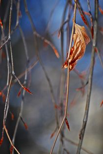 winter leaves... 3 von loewenherz-artwork