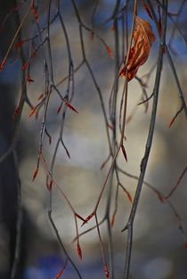 winter leaves... 1 von loewenherz-artwork