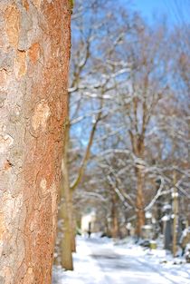 winter trees... 2 von loewenherz-artwork