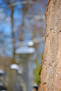 winter trees... 1 von loewenherz-artwork