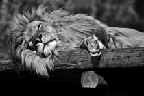 Sleeping Lion by leddermann
