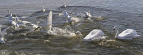 Schwanensee - Swan lake IV by Chris Berger