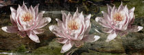 WaterLilies by Chris Berger