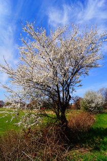 Erblühter Baum am Wegrand von Sabine Radtke