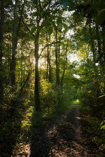 Sonnenstrahlen im Wald von gilidhor