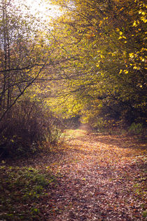 Sonnenschein im Wald by gilidhor