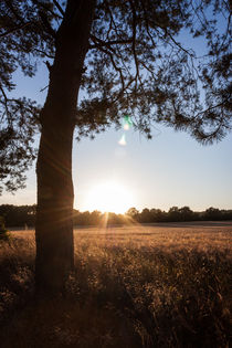 Sonnenschein über dem Feld von gilidhor