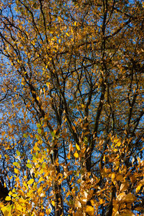 Blätter und Äste im Herbst von gilidhor