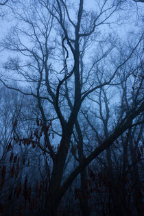 Wald im Nebel by gilidhor