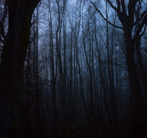 Wald im Nebel von gilidhor