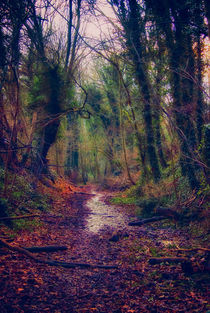 Wet and Wild Woods by Vicki Field