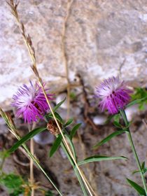 Isar-Flora von Jens Hoffmann