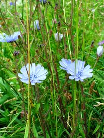 Isar-Blumen von Jens Hoffmann