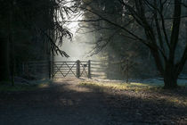 Sunlit Gateway by David Tinsley