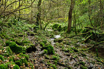 Woodland in Northern End of Monk's Dale von Rod Johnson