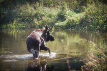 Moose in Forest Lake von cinema4design
