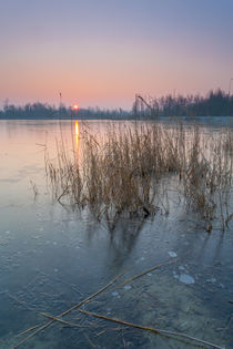 Purple Morning by Nick Wrobel