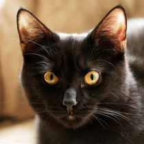 Black cat looking at camera eyes close up by Linda More