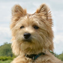 Cairn Terrier cute dog by Linda More