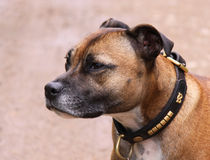 Staffordshire Bull Terrier dog von Linda More