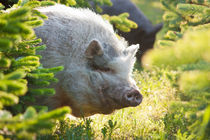 Schwein zwischen Tannen von gilidhor