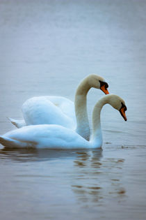 Schwäne im Wasser by gilidhor