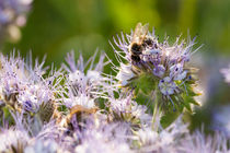 Honigbiene auf einer Blüte by gilidhor