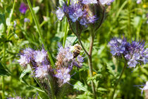 Honigbiene auf einer Blüte by gilidhor