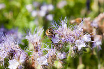 Honigbiene auf einer Blüte von gilidhor