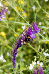 Hummel an einer Blüte von gilidhor