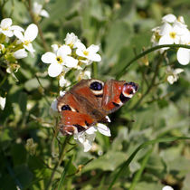 Tagpfauenauge, Aglais io by Sabine Radtke