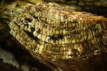 Holz einer alten hohlen Pappel von Sabine Radtke