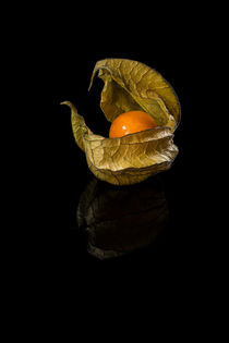 Physalis 33 by Erhard Hess