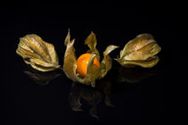 Physalis 66 by Erhard Hess