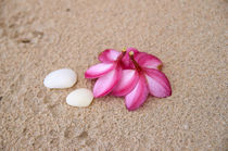 Flowers and Cockleshells on Sand von cinema4design