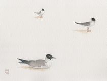 Boneparte's Gulls von Sandy McDermott