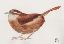 Carolina Wren 3 von Sandy McDermott