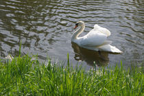 Weißer Schwan, white swan von Sabine Radtke