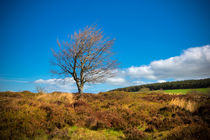 Peak District von David Hare