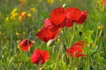 Poppies in Yorkshire by David Hare