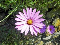 Osteospermum - African Daisy, Pink by Rod Johnson