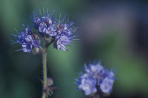Blaue Blume by Marianne Drews