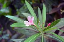 Oleander by Usha Shantharam