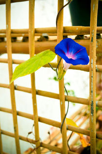 Morning Glory by Usha Shantharam