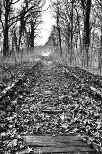 Schienen im Wald von Falko Follert