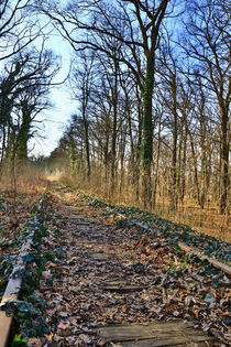 Schienen im Wald by Falko Follert